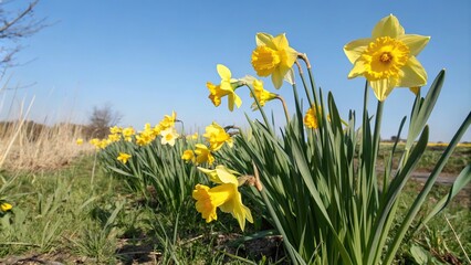 Obraz premium A colorful patch of freshly picked daffodils swaying gently in the spring breeze, springtime, petals