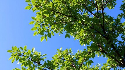 Fototapeta premium tree full of green leaves with a nice blue sky, forest, peacefulness, tree