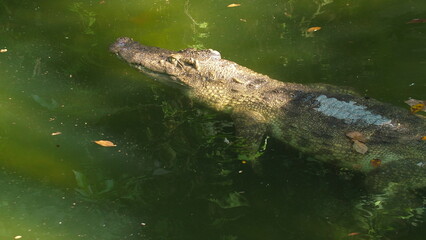 Crocodile swimming in clear green water, showcasing natural habitat and behavior. Wildlife and Nature