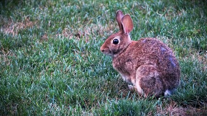 A wild bunny sitting on the lawn