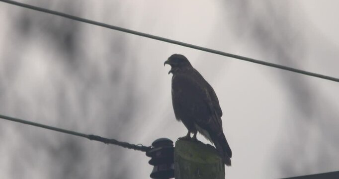 Buzzard bird of prey calling from perch slow motion