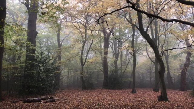 Queen's Wood local nature reserve. Queen's Wood is an ancient woodland and dates from at least 1600, possibly from prehistoric times