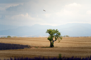 Lone tree, wheat and lavender field with a bird of prey