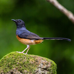 White-rumped shama in Thailand.