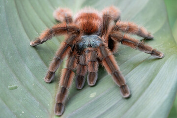 The Antilles pinktoe tarantula (Caribena versicolor), also known as the Martinique red tree spider or the Martinique pinktoe is popular as a spider pet because of its docile character and unique color