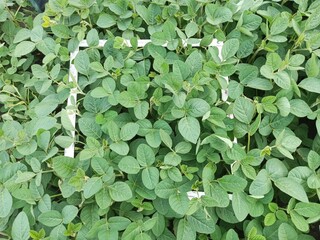green leaves background