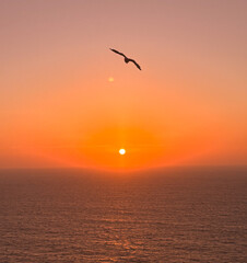 Bird Flying in the Sunset, orange sky