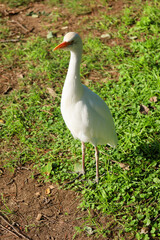 egret