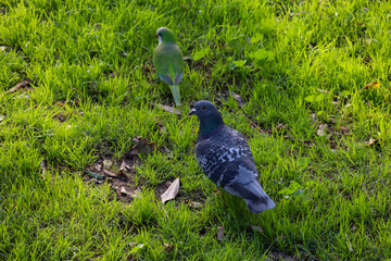 parrot and pigeon