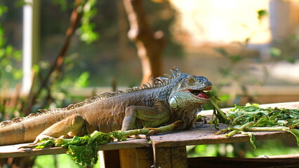 Vibrant green iguana basking in sunlight on wooden plank, munching fresh greens. Wildlife and Nature