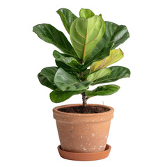 [Transparent Background PNG]Potted Green Fiddle Leaf Plant on transparent background