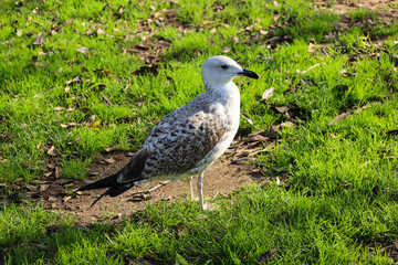 seagull