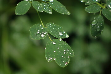 Close-Up of Fresh Green Leaves with Morning Dew Drops