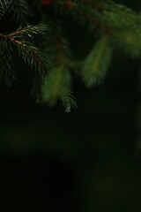 Close-Up of Evergreen Branch With Dew in a Forest