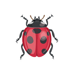 ladybug insect. Realistic ladybug  on white background. Top view. Vector.