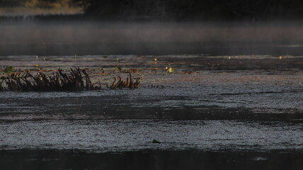 Peaceful Reflection of Water Plants in Misty Morning Light