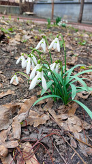 Snowdrops Blooming Among Dry Leaves on Early Spring Ground
