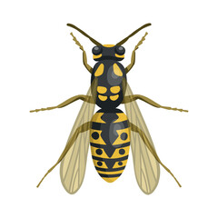 Wasp insect. Realistic wasp  on white background. Top view. Vector.