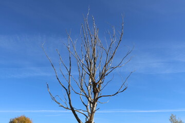 tree in autumn