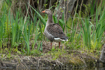 Oie cendrée, Anser anser, Greylag Goose, nid