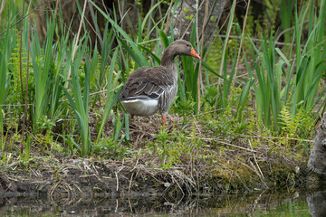 Oie cendrée, Anser anser, Greylag Goose, nid