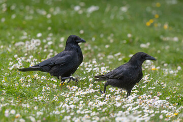 Fototapeta premium Corneille noire, Corvus corone, Carrion Crow