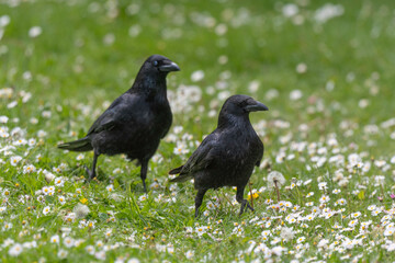 Corneille noire, Corvus corone, Carrion Crow
