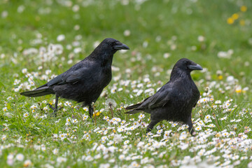 Corneille noire, Corvus corone, Carrion Crow