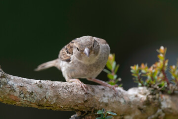 Moineau domestique, .Passer domesticus, House Sparrow