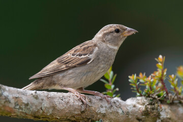 Moineau domestique, .Passer domesticus, House Sparrow
