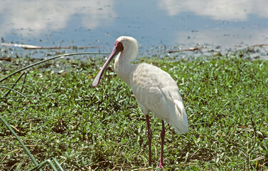 Spatule d'Afrique,.Platalea alba, African Spoonbill
