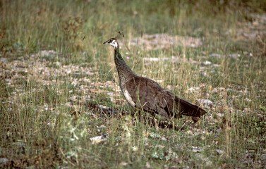 Paon bleu,.Pavo cristatus , Indian Peafowl