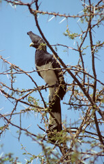 Touraco à ventre blanc,.Crinifer leucogaster, White bellied Go away bird, Kenya