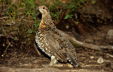 Tétras du Canada,.Canachites canadensis, Spruce Grouse, Tétras de savane, femelle, Québec, Canada