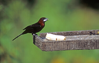 Tangara à bec d'argent,.Ramphocelus carbo, Silver beaked Tanager, Pérou