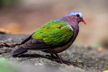 Common emerald dove in Thailand.