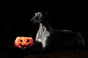 schwarzer Galgo Espanol im Studio mit Halloween Kürbis