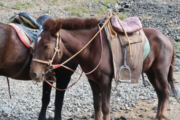 horse on a field