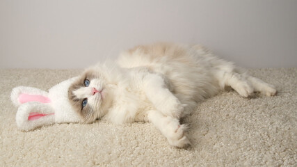 Fototapeta premium White cat with bunny ears.