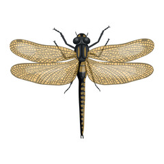 Dragonfly insect. Realistic Dragonfly  on white background. Top view. Vector.