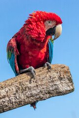Red-and-green macaw