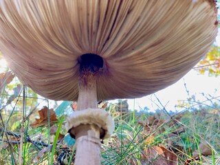 Gemeiner Riesenschirmling - Parasol Pilz auf einer Wiese von unten