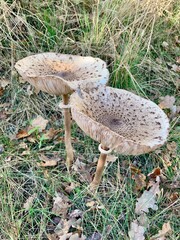 Gemeiner Riesenschirmling - Parasol Pilz auf einer Wiese im Herbst