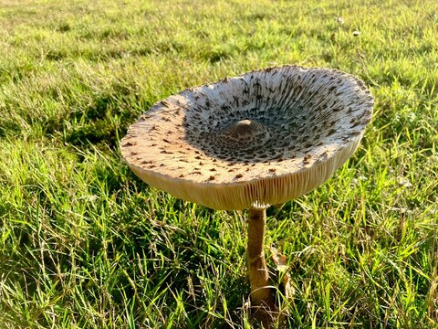Gemeiner Riesenschirmling - Parasol Pilz auf einer Wiese im Herbst