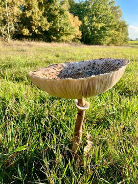 Gemeiner Riesenschirmling - Parasol Pilz auf einer Wiese im Herbst