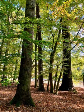 Wald im Sp&auml;tsommer im Norden von Deutschland