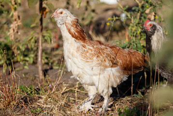 A chicken is standing in a field of grass
