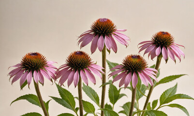 Fototapeta premium Five pink coneflowers with orange centers bloom in front of a light beige background