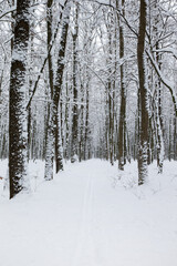  Winter forest and the road. Winter landscape. Forest landscape