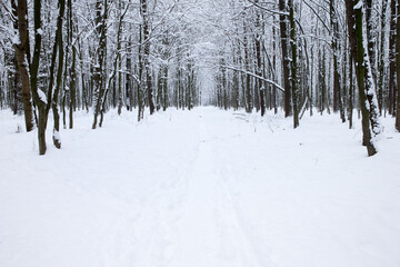  Winter forest and the road. Winter landscape. Forest landscape